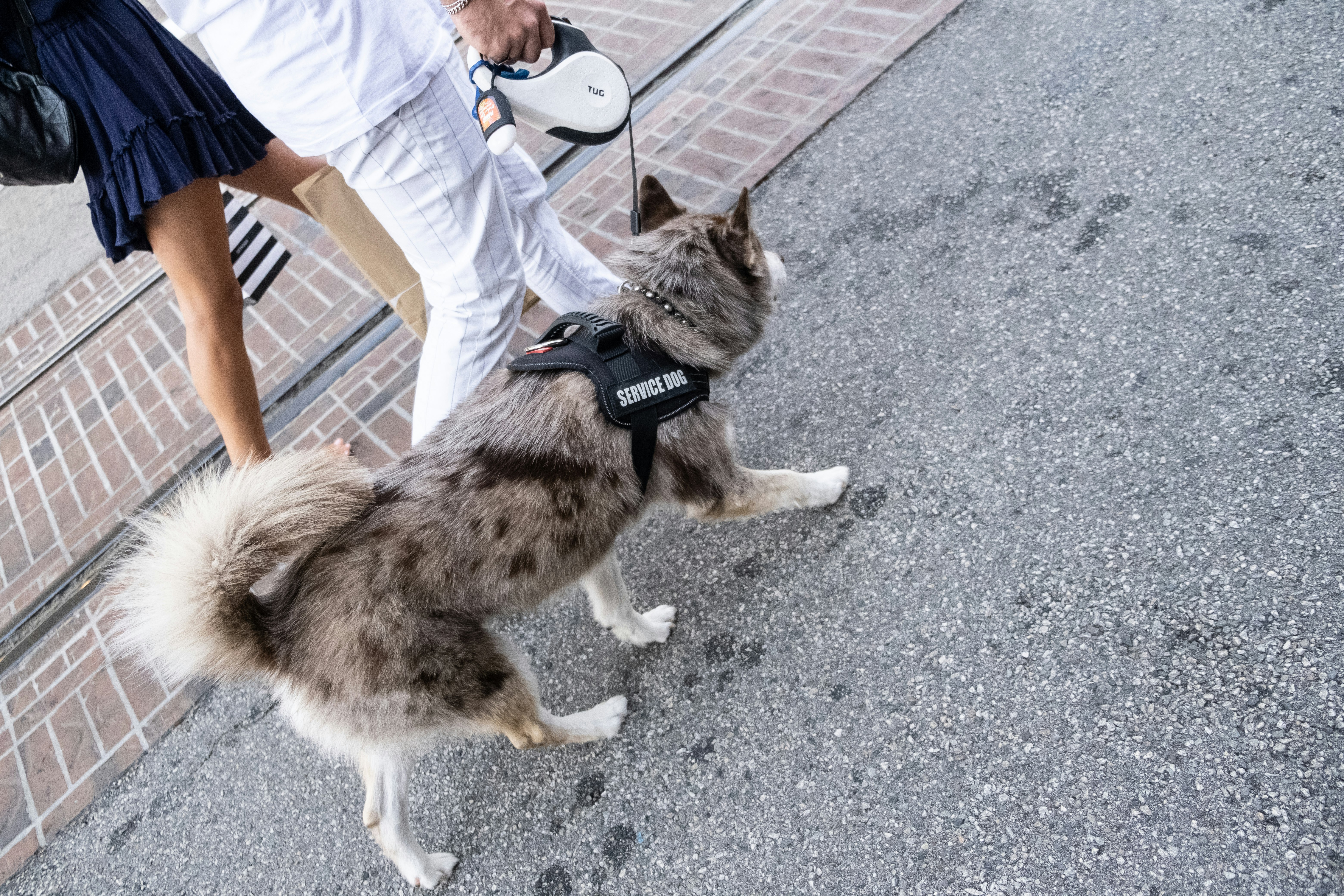 brown and black long coated dog